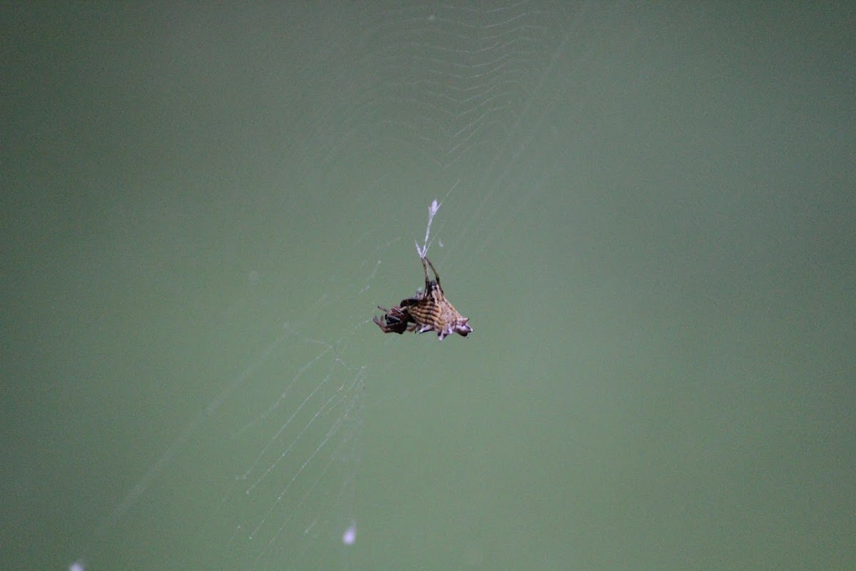 Spined micrathena