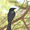 Drongo