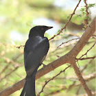 Drongo