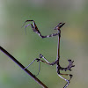 empusa fasciata