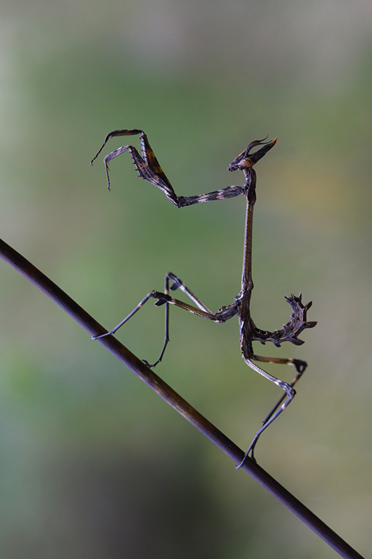 empusa fasciata