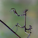 empusa fasciata