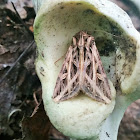 Olive Green Cutworm moth