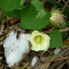 Cotton Plant