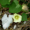 Cotton Plant