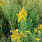 Goldenrod