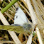 Green-veined White