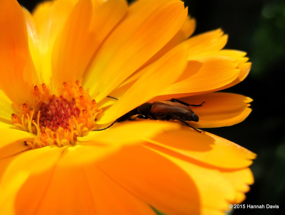 Longhorn beetle