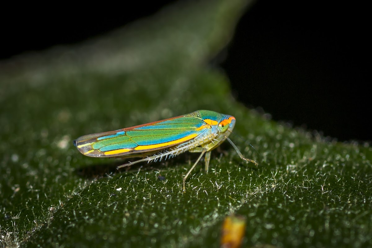 Leafhopper