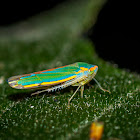 Leafhopper