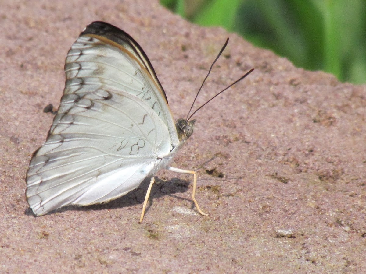 Common Glider