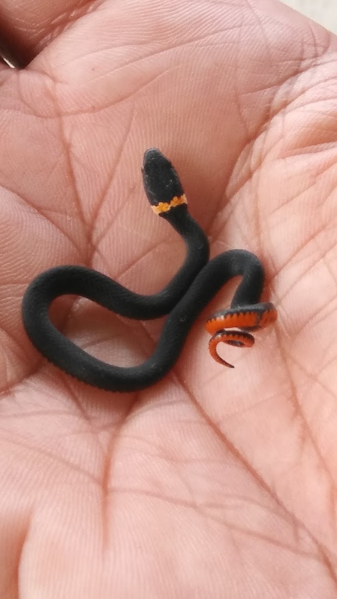 Ring - neck snake