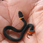 Ring - neck snake