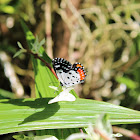 Red Pierrot