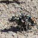 Festive Tiger Beetles