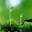 Plant New Tab Page HD Top Wallpapers Themes