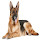 German Shepherd Wallpaper HD Dogs New Tab