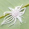 scale insect