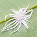 scale insect