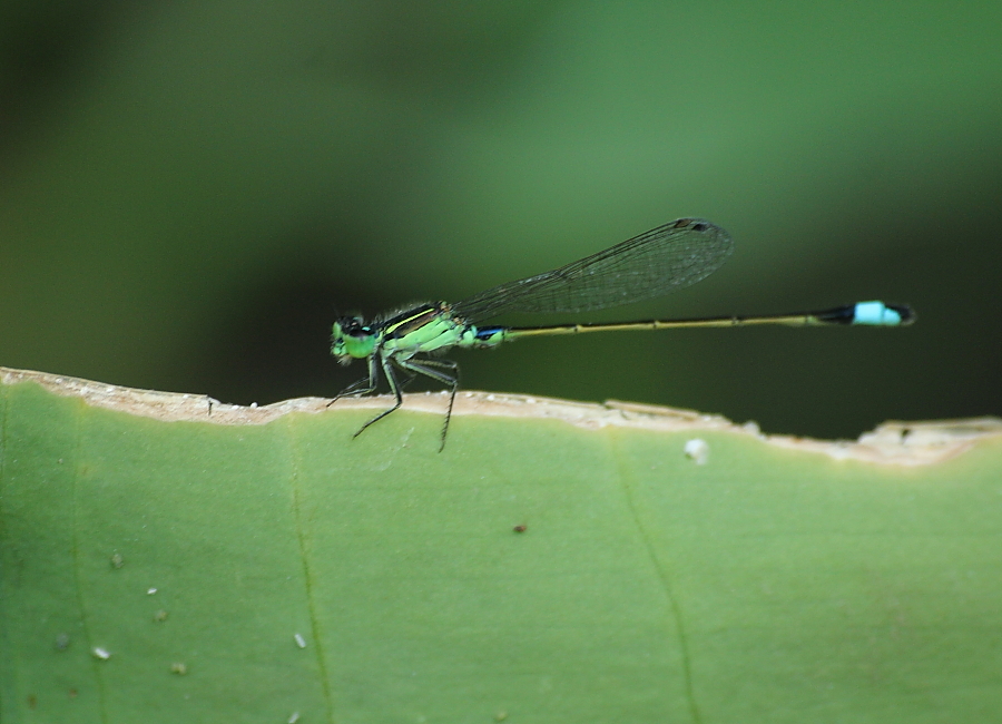 Senegal Bluetail