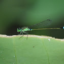 Senegal Bluetail