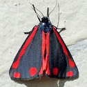 Cinnabar moth