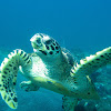 Hawksbill turtle