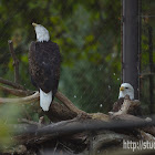 bald eagle