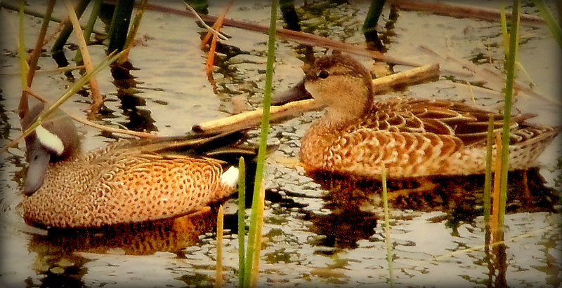 Blue-winged teal