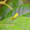 Grasshopper (Nymph)