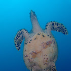 Hawksbill Turtle