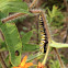 Monarch caterpillar