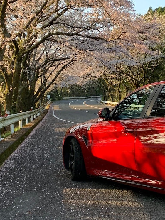 ジュリアのアルファロメオ・アルファロメオジュリア・箱根ターンパイク・桜・桜と愛車に関するカスタム事例の投稿画像1枚目