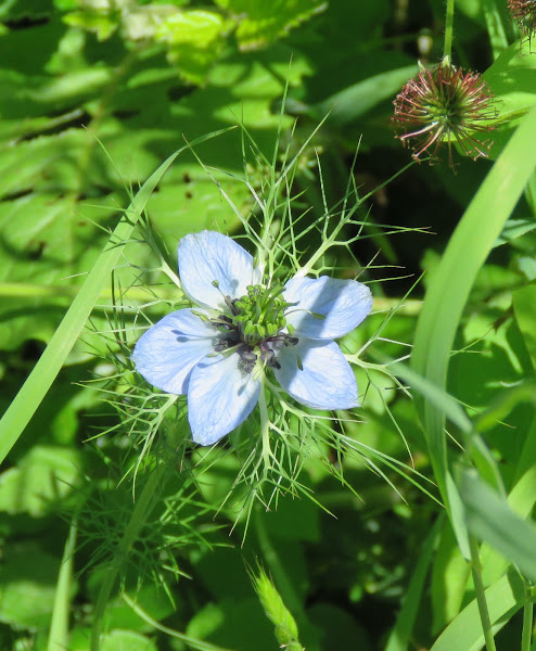 Nigelle Miss Jekyll Alba - Nigelle de Damas blanche - Nigella damascena -  De grandes fleurs blanches toutes simples et charmantes