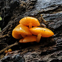 Orange Mycena