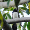 Willie wagtail