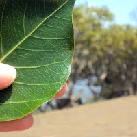 L'albero sacro (Sri Lanka) di 