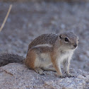 Harris's Antelope Squirrel