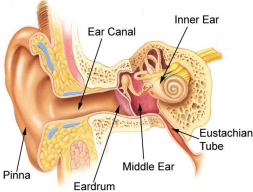 How does my ear work?