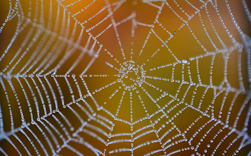 Spider nest