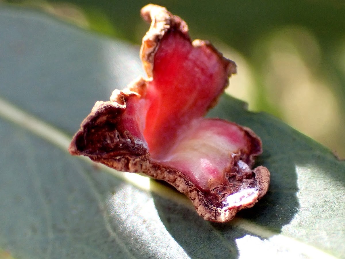 Psyllid leaf galls