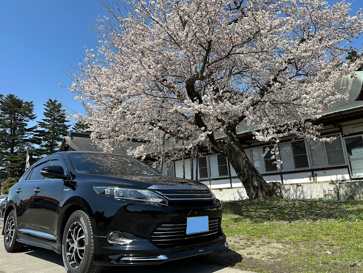 ハリアーのマイハリ・桜とコラボに関するカスタム事例の投稿画像1枚目