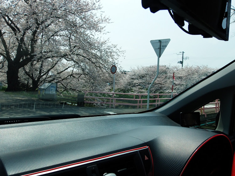 ラクティスのサクラを求めて・ドライブ・コロナウイルスに負けるな・桜と愛車に関するカスタム事例の投稿画像10枚目