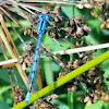 Northern bluet