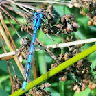 Northern bluet