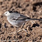 White Wagtail; Lavandera Blanca