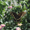 Palamedes swallowtail butterfly