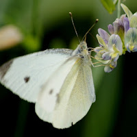 Volo bianco di 