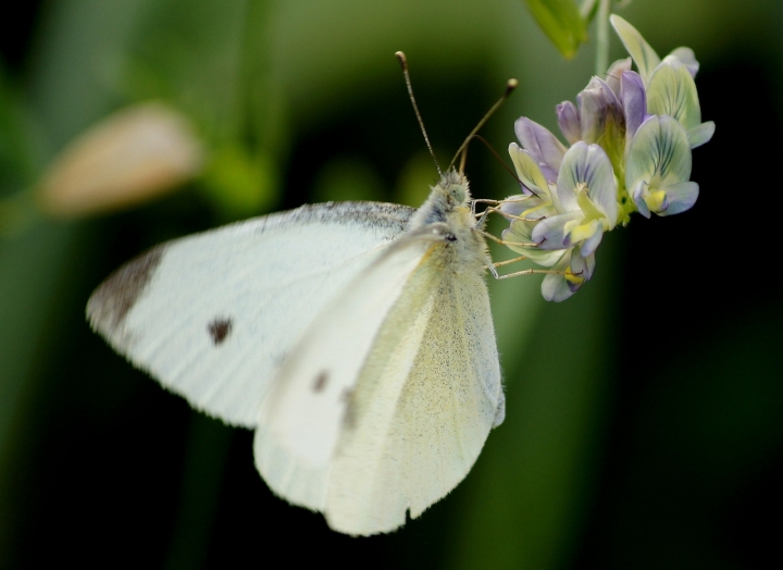 Volo bianco di Merylyn