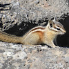 Yellow-pine chipmunk